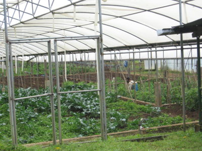 hot houses growing veggies and flowers