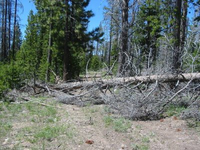 Big tree blocking the trail