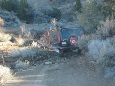 Rocky in the brush