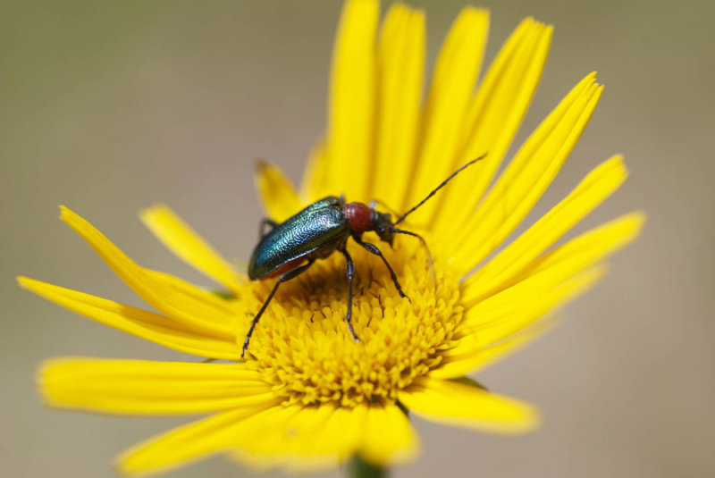 Carilla virginea