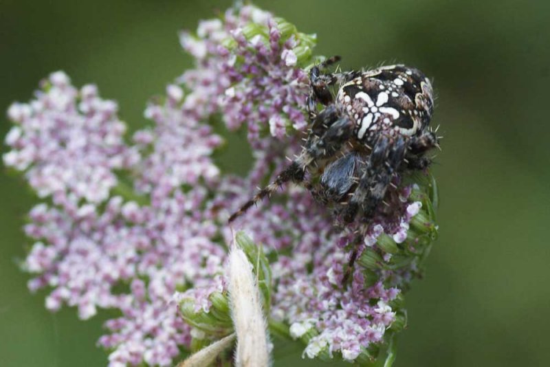 Araneus diadematus