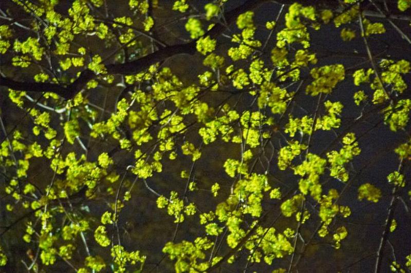 Maple blossoms