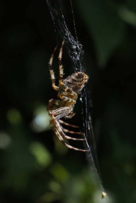 Araneus diadematus