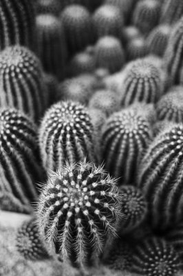 Cactus Structures