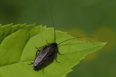 Ectobius sylvestris