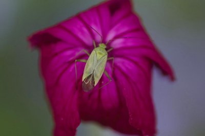Calocoris norvegicus