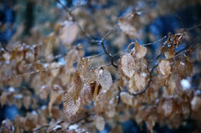 Winter Leaves
