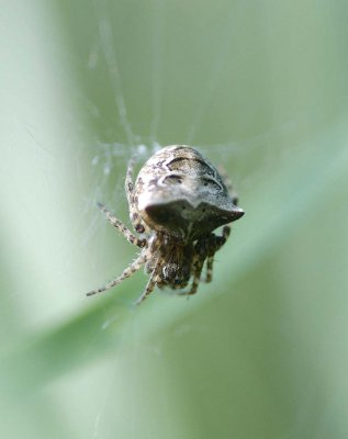 Gibbaranea bituberculata