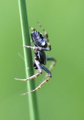 Gibbaranea bituberculata (male)