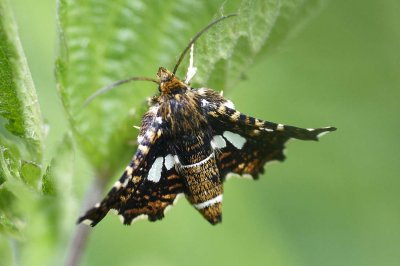 Thyris fenestrella