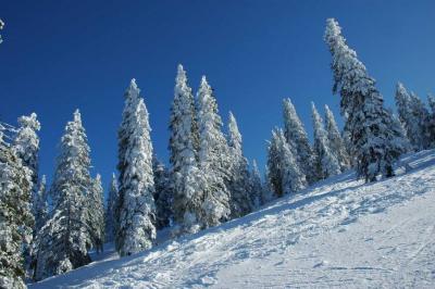 Frozen Trees