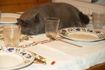 Xmas cat: The dinner 2