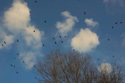 The crows