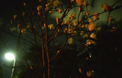 Magnolia by night