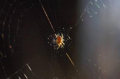 Mangora acalypha (juvenile)