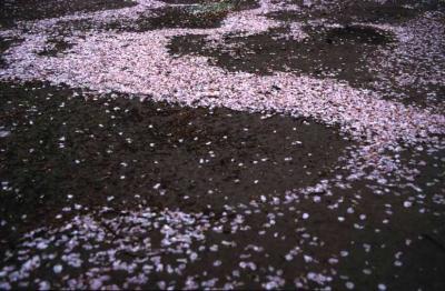 A river of cherry petals