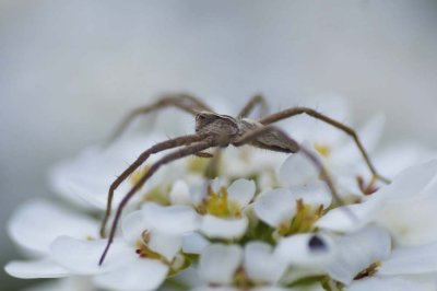 Pisaura mirabilis