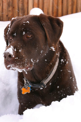 Playing in the Snow - Dec '07