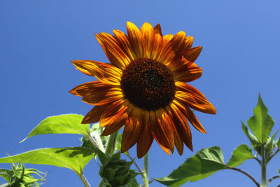 Solo Sunflower