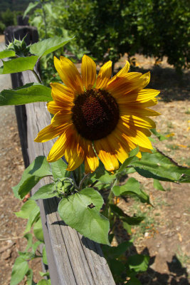 Along the Fence Line