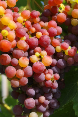 Grape Cluster