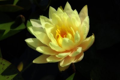 Water Lily