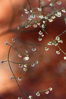 Baby's Breath