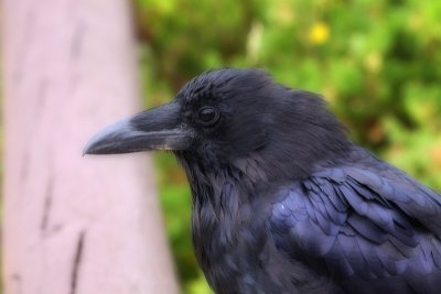 Thus Spoke the Raven