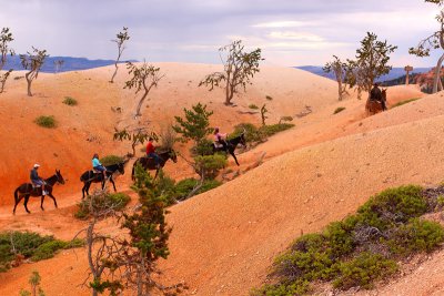 Bristlecone Trail