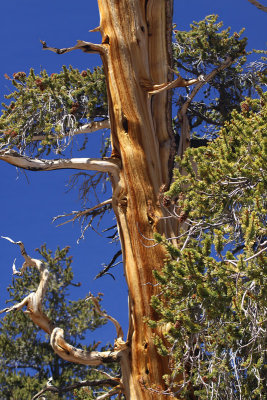 Ancient Bristlecone