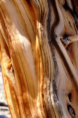 Gnarled Antiquity