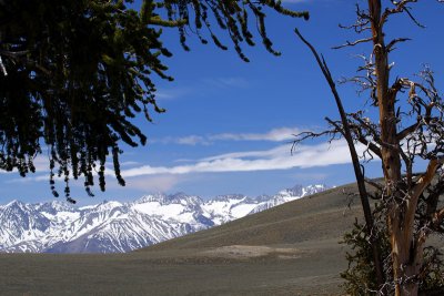 In Schulman Grove