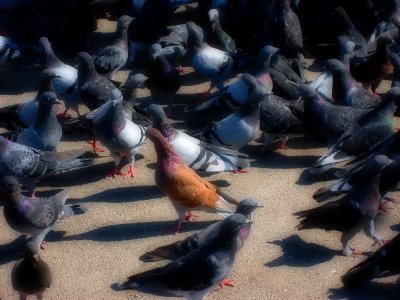 Pigeons Pigeons Everywhere