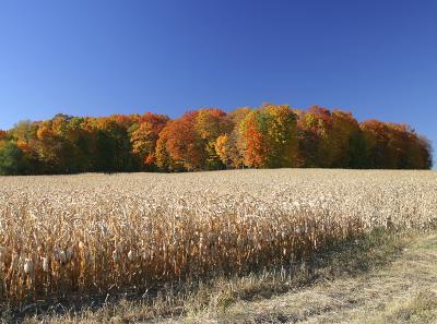 Wisconsin Fall Landscape