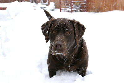 Jake Enjoying the Snow