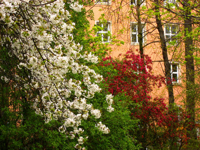 Flowering Crab Apples