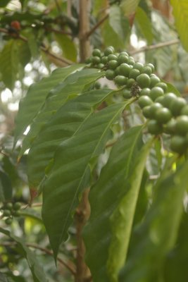 Growing Caffine