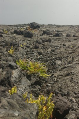 Primary Succession