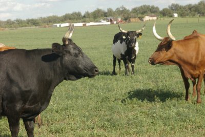 Holy Cow!