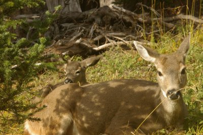 Doe and Fawn