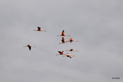 Flamingos