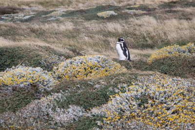 Magellenic penguins