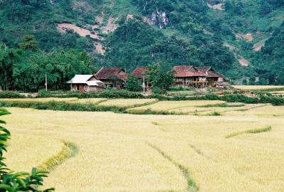 Rice terraces near Lai Chau