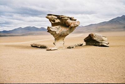 Altiplano - Stone tree