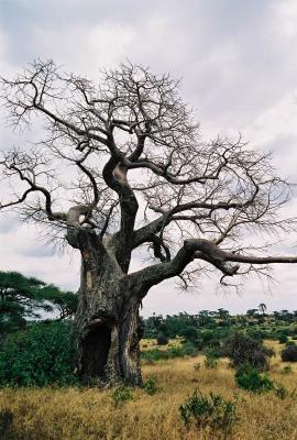 Tarangire National park - Baobab trees