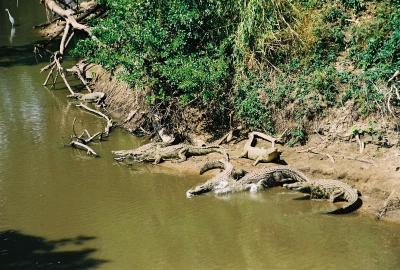 Serengeti National park