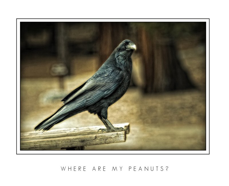 Where Are My Peanuts.jpg