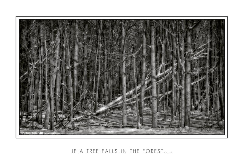 If a Tree Falls In the Forest