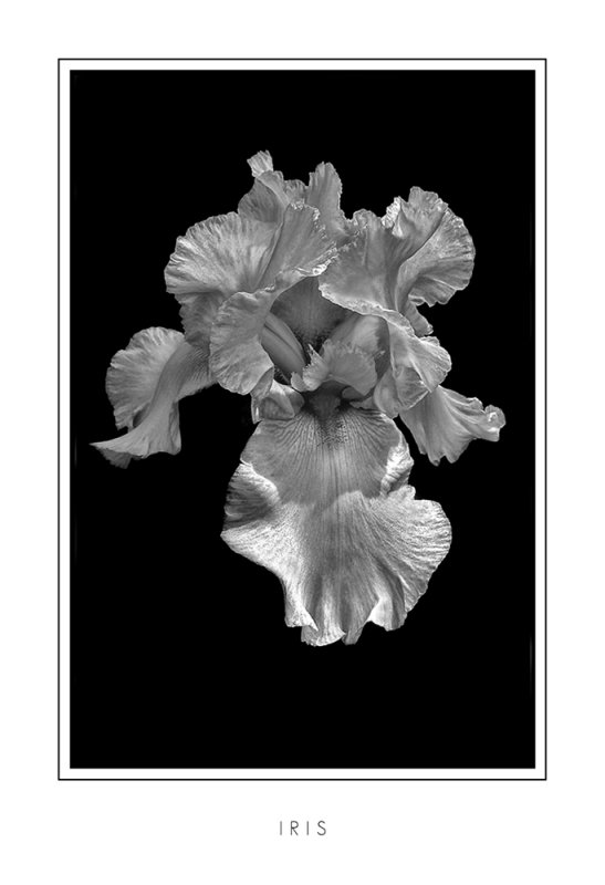 Iris
