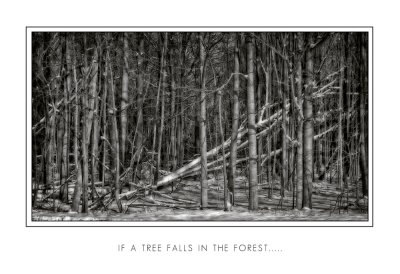 If a Tree Falls In the Forest